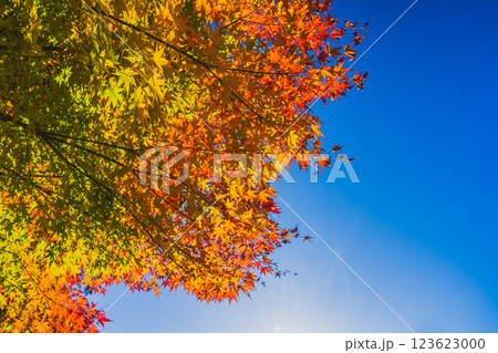 紅葉したカエデの葉と青空の風景(静岡県) 123623000