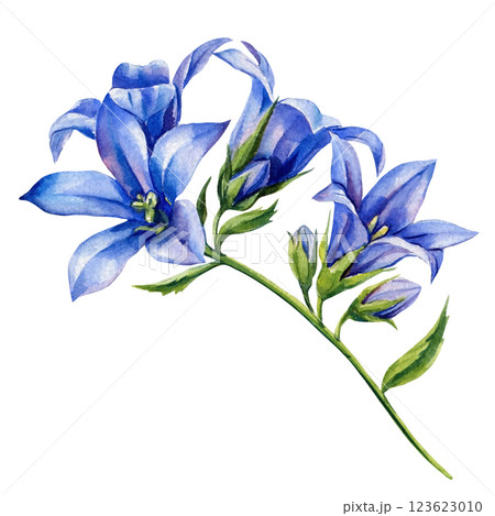 Blue flower Bellflower Watercolor Floral. Hand Painted Wildflowers. Botanical Blooms Elegant Design and Decoration 123623010