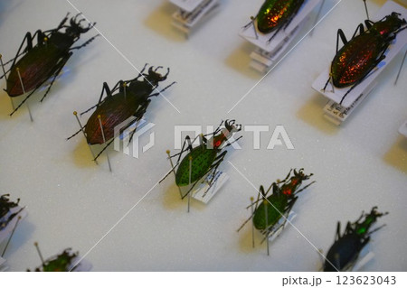 昆虫の標本 昆虫の標本 123623043