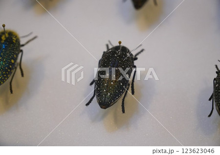 昆虫の標本 昆虫の標本 123623046
