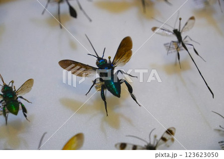 昆虫の標本 昆虫の標本 123623050