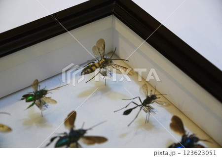 昆虫の標本 123623051