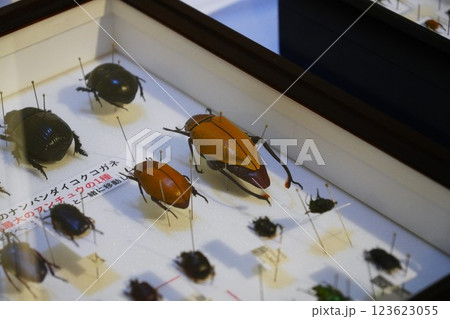 昆虫の標本 昆虫の標本 123623055
