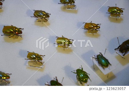 昆虫の標本 昆虫の標本 123623057