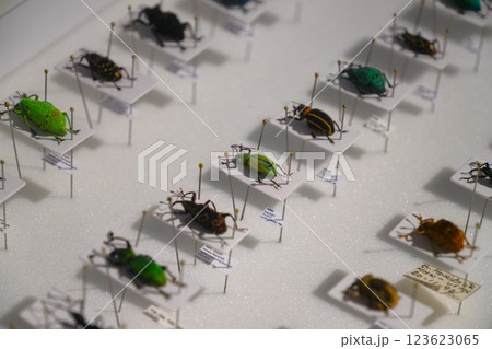 昆虫の標本 123623065