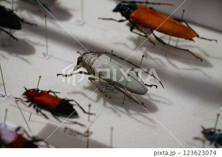 昆虫の標本 123623074