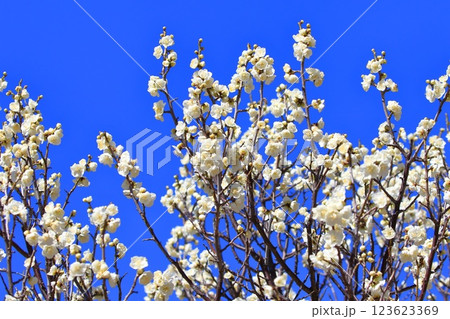 黄緑色の緑萼梅（りょくがくばい）の花とつぼみ　　 123623369