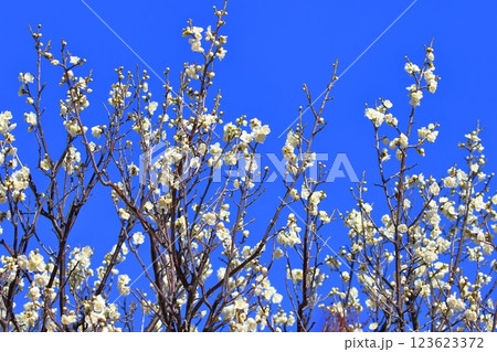 黄緑色の緑萼梅(りょくがくばい)の花とつぼみ 黄緑色の緑萼梅(りょくがくばい)の花とつぼみ 123623372