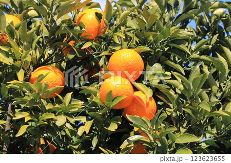 収穫間近の夏みかん 収穫間近の夏みかん 123623655