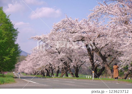 岩手の風景 春の小岩井農場のさくら並木 岩手の風景 春の小岩井農場のさくら並木 123623712