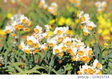 満開の日本水仙（ニホンズイセン） 123623718