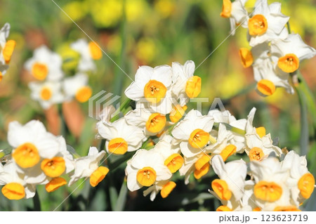 満開の日本水仙（ニホンズイセン） 123623719