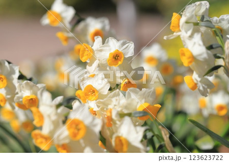 満開の日本水仙（ニホンズイセン） 123623722