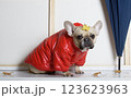 A dog sits in a bright red jacket next to an umbrella and looks at the camera with a yellow fallen leaf on his head. 123623963