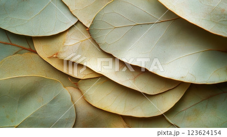 Dried green leaf layers 123624154