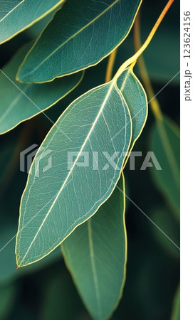 Close-up of green leaves with veins 123624156