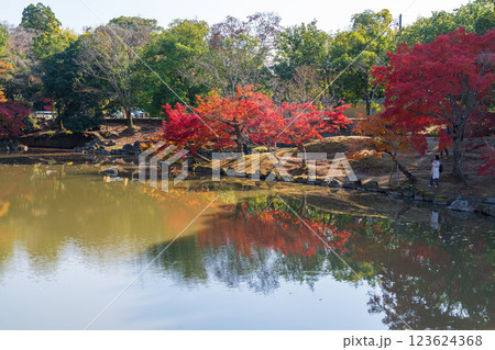 【紅葉】秋の奈良公園 【紅葉】秋の奈良公園 123624368