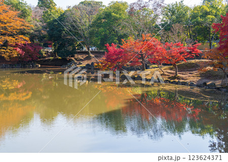 【紅葉】秋の奈良公園 123624371
