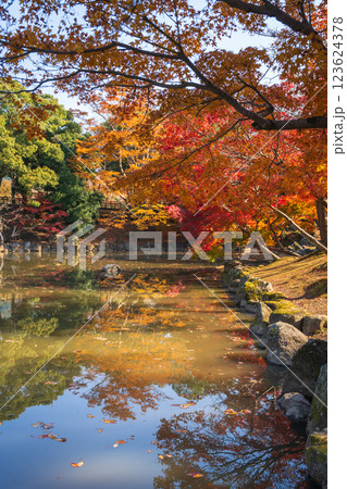 【紅葉】秋の奈良公園 【紅葉】秋の奈良公園 123624378