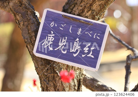 赤い梅の花 鹿児島紅(かごしまべに) 赤い梅の花 鹿児島紅(かごしまべに) 123624406