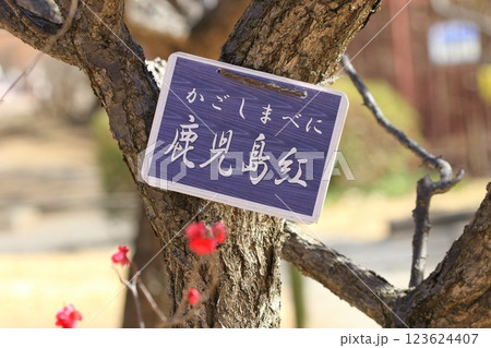 赤い梅の花　鹿児島紅（かごしまべに）　 123624407