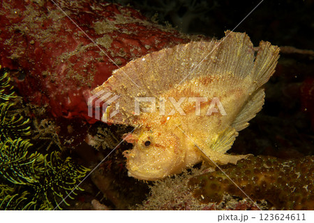 Awesome Leaf scorpionfish, Taenianotus triacanthus, or paperfish, shot at a tropical coral reef 123624611
