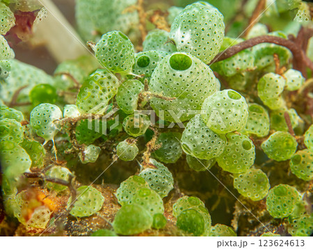 Green sea squirts ascidian at a tropical coral reef in the Philippines 123624613