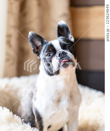クッションの上でおすわりするボストンテリア クッションの上でおすわりするボストンテリア 123624649