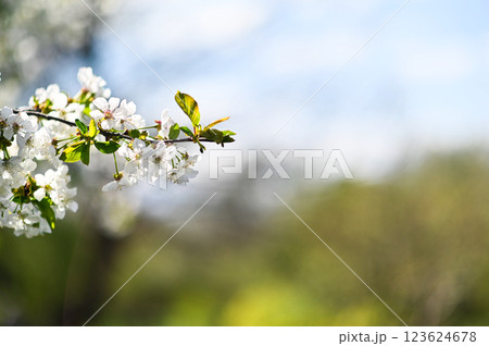 spring background of white blossoming tree flowers.  spring background of white blossoming tree flowers.  123624678