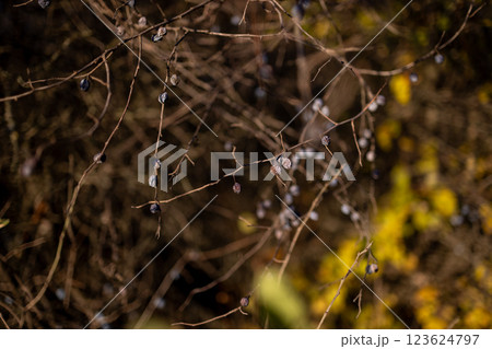 Dry branches with shriveled berries swaying gently in the sunlight, set against a blurred natural background, showcasing the beauty of autumn or winter landscapes. 123624797