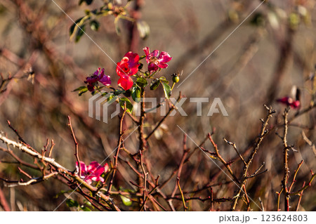 A few bright red flowers bloom on a thorny bush, standing out against the dry branches. Sunlight highlights their delicate petals, creating a contrast between life and the harsh, tangled background. 123624803