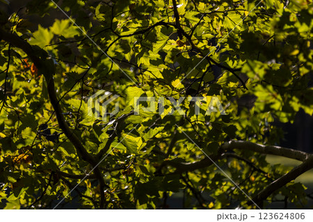 Sunlight filters through vibrant green leaves, casting shadows and highlights on the branches. The intricate patterns of light and shadow create a serene and natural atmosphere. Sunlight filters through vibrant green leaves, casting shadows and highlights on the branches. The intricate patterns of light and shadow create a serene and natural atmosphere. 123624806