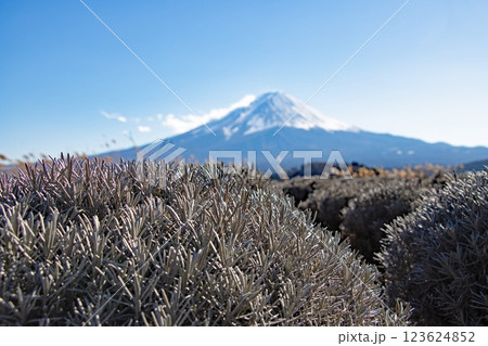 刈り込まれたラベンダー畑越しに見る冬の冠雪の富士山 123624852