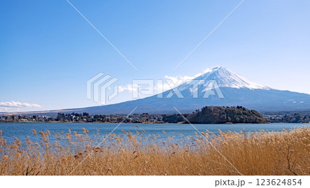 河口湖岸の枯れススキ越しに見る冠雪の富士山 河口湖岸の枯れススキ越しに見る冠雪の富士山 123624854