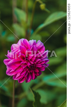 Beautiful pink dahlia blooms vibrantly in a lush green garden setting Beautiful pink dahlia blooms vibrantly in a lush green garden setting 123624959