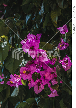 Vibrant bougainvillea blooms bursting with color in sunlit garden 123624976
