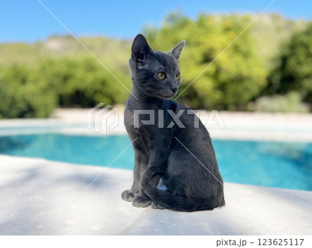 Little kitten by the pool 123625117