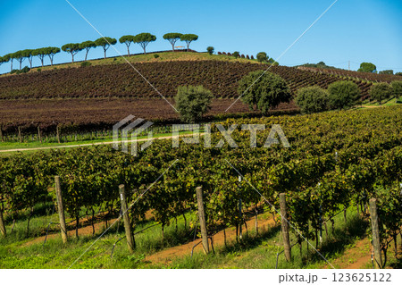 Vineyards with wooden poles on rolling hills under clear blue sky 123625122