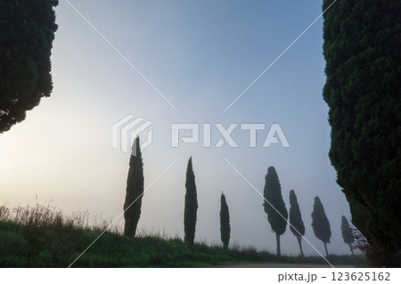 Scenic misty landscape with trees along a grassy road at dawn Scenic misty landscape with trees along a grassy road at dawn 123625162