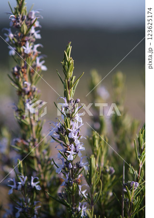 Flowering of the rosemary bush in nature 123625174