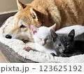Shiba Inu puppy and his friend  kitten 123625192