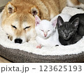 Shiba Inu puppy and his friend  kitten 123625193
