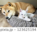 Shiba Inu puppy and his friend  kitten 123625194