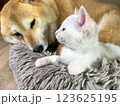 Shiba Inu puppy and his friend  kitten 123625195