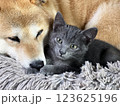Shiba Inu puppy and his friend  kitten 123625196