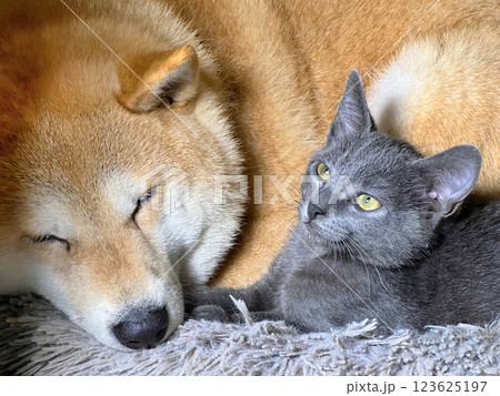 Shiba Inu puppy and his friend  kitten 123625197