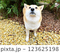 Shiba Inu puppy and his friend  kitten 123625198