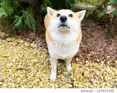 Shiba Inu puppy and his friend  kitten 123625198