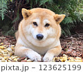 Shiba Inu puppy and his friend  kitten 123625199