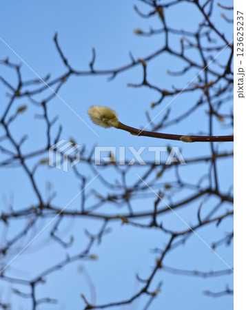 Magnolia buds in winter against the blue sky. Magnolia buds in winter against the blue sky. 123625237